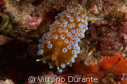 Ianolus Cristatus, one of the most beautiful nudi in Medi... by Vittorio Durante 